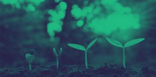 Plantes